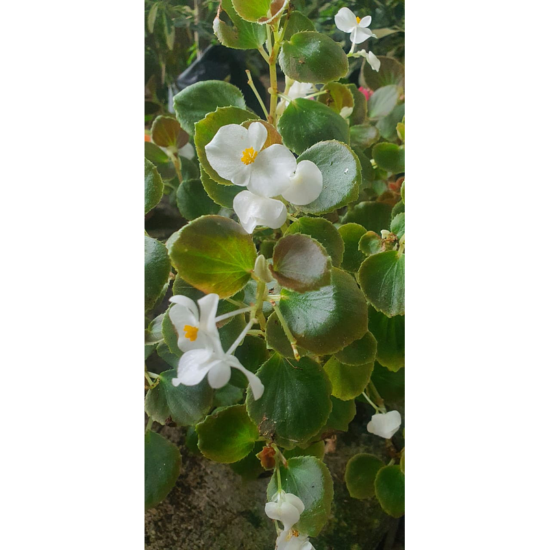Begonia Conchita  En Maceta Tipo Vivero + Sustrato 3