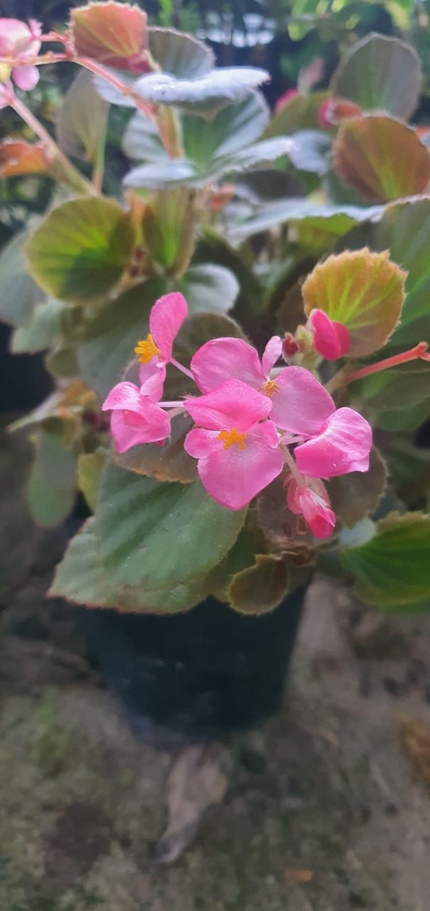 Begonia Conchita  En Maceta Tipo Vivero + Sustrato