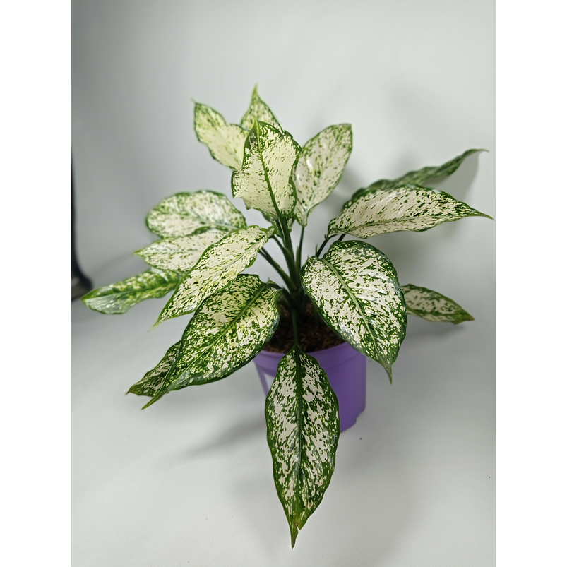  Aglaonema Blanca Orilla Verde Más Sustrato Orgánico Más Maceta Vivero 4