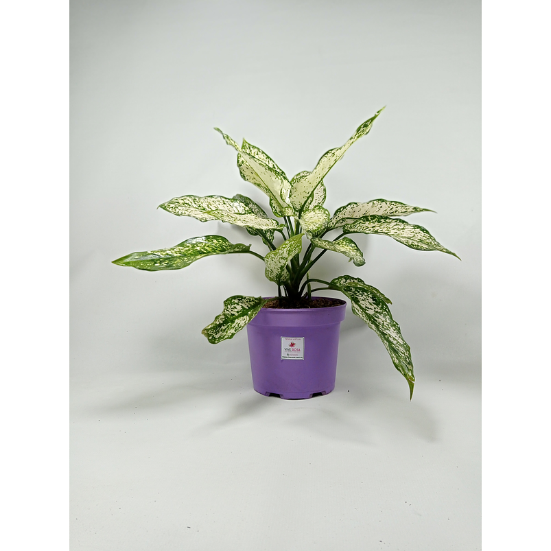  Aglaonema Blanca Orilla Verde Más Sustrato Orgánico Más Maceta Vivero 3