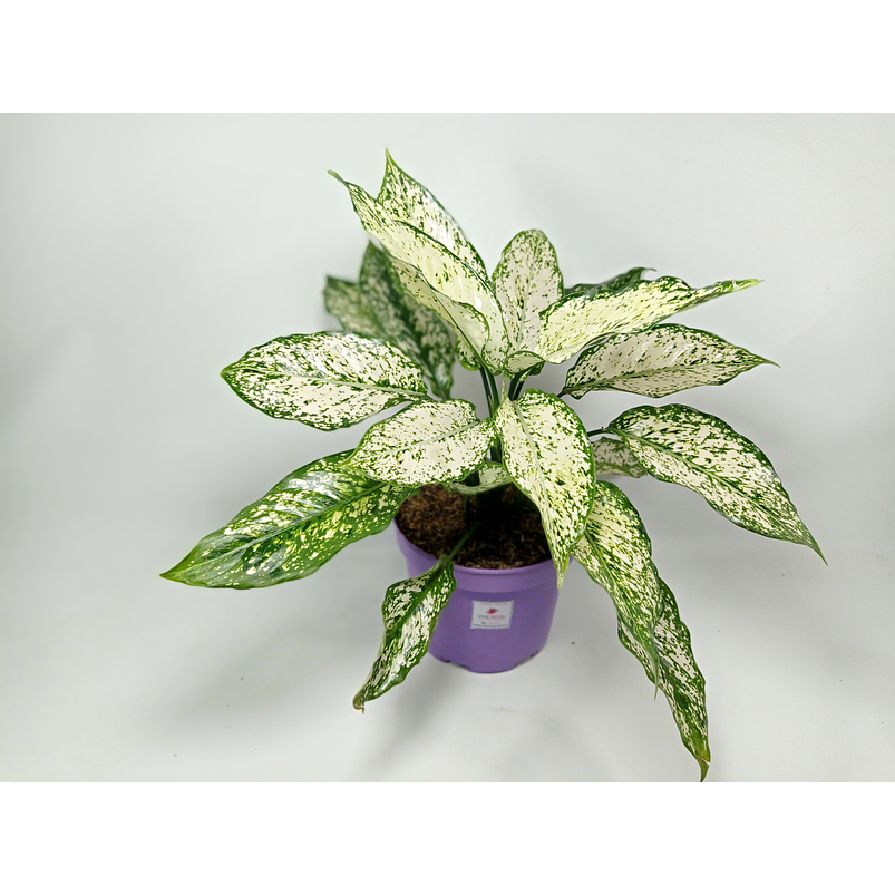  Aglaonema Blanca Orilla Verde Más Sustrato Orgánico Más Maceta Vivero 2