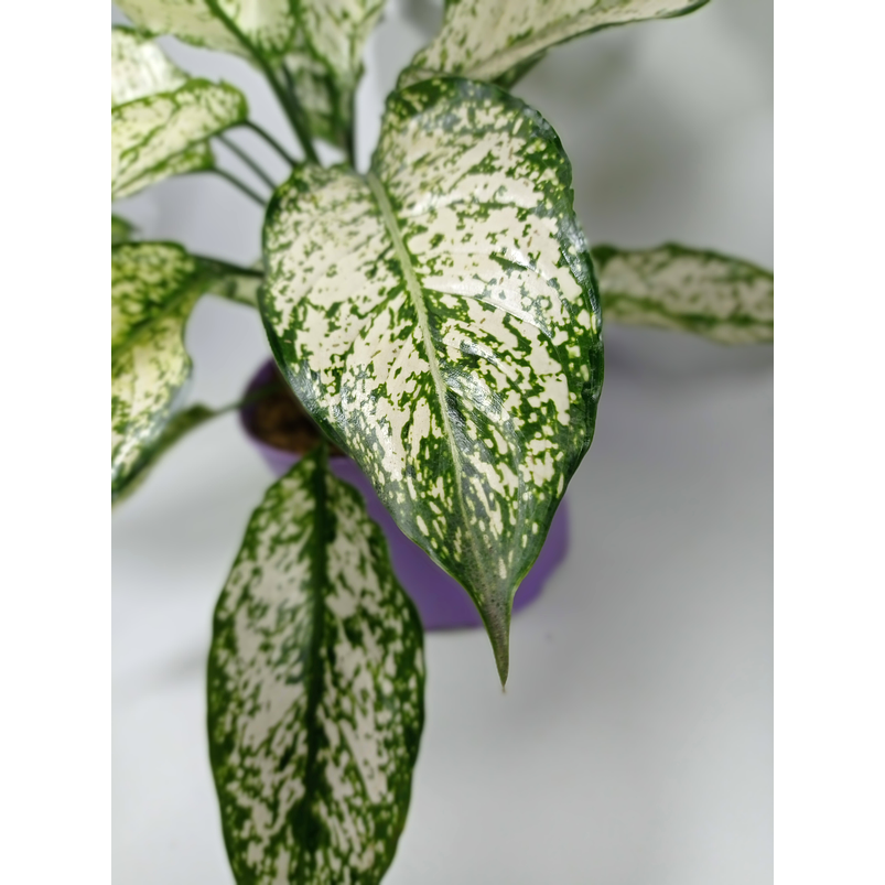  Aglaonema Blanca Orilla Verde Más Sustrato Orgánico Más Maceta Vivero 1