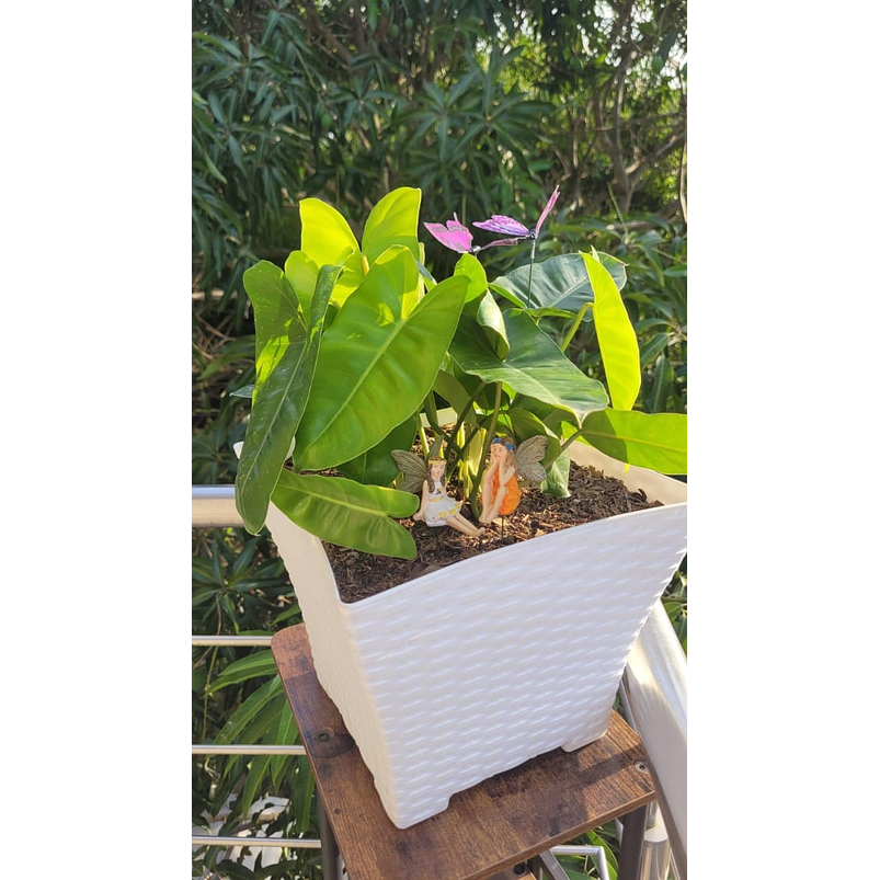 Filodrendo corazón  Planta Natural Ornamental mas sustrato 1