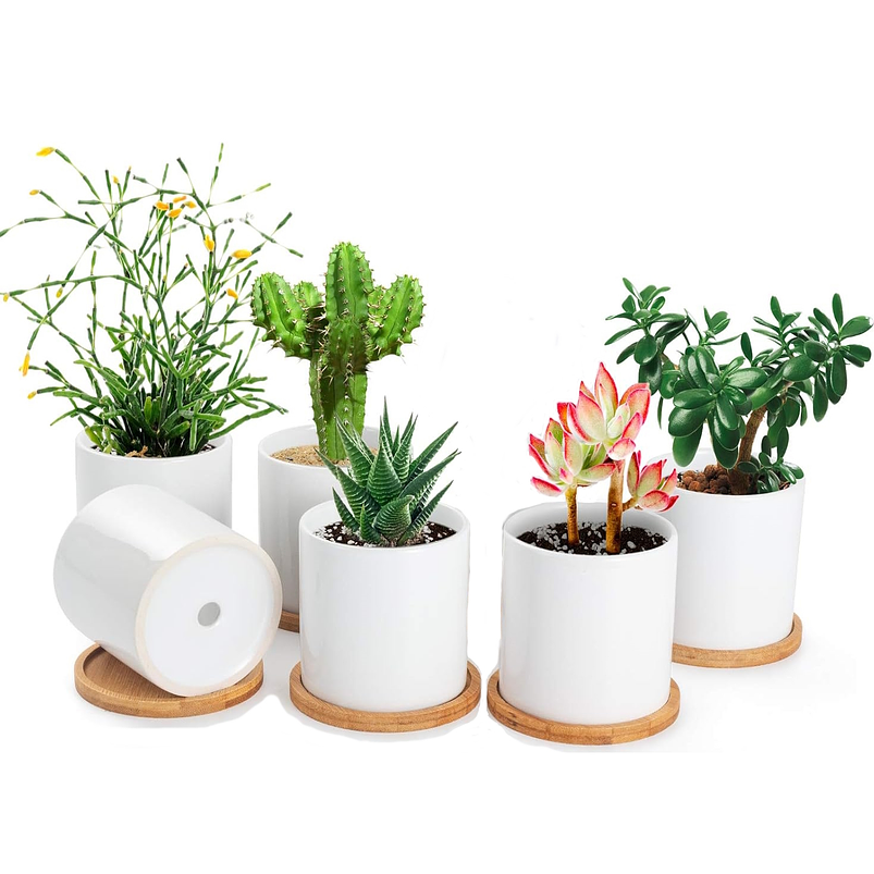 Maceta Cerámica Para Planta 6cm Diámetro x6cm Alto más plato Bambú 1