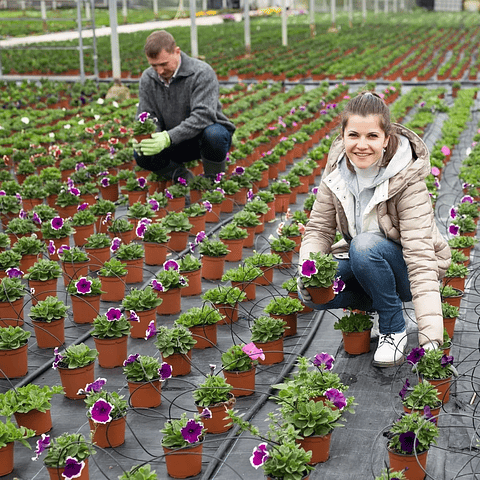 Macetas Plásticas Siembra x25 Unidades 14cm Diámetro x12cm Alto