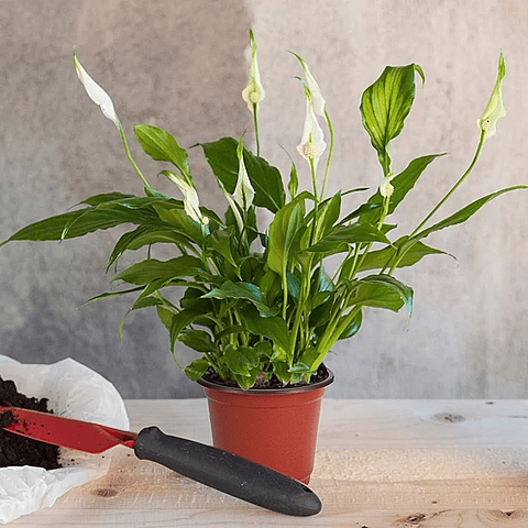 Macetas Plásticas Siembra x25 Unidades 14cm Diámetro x12cm Alto