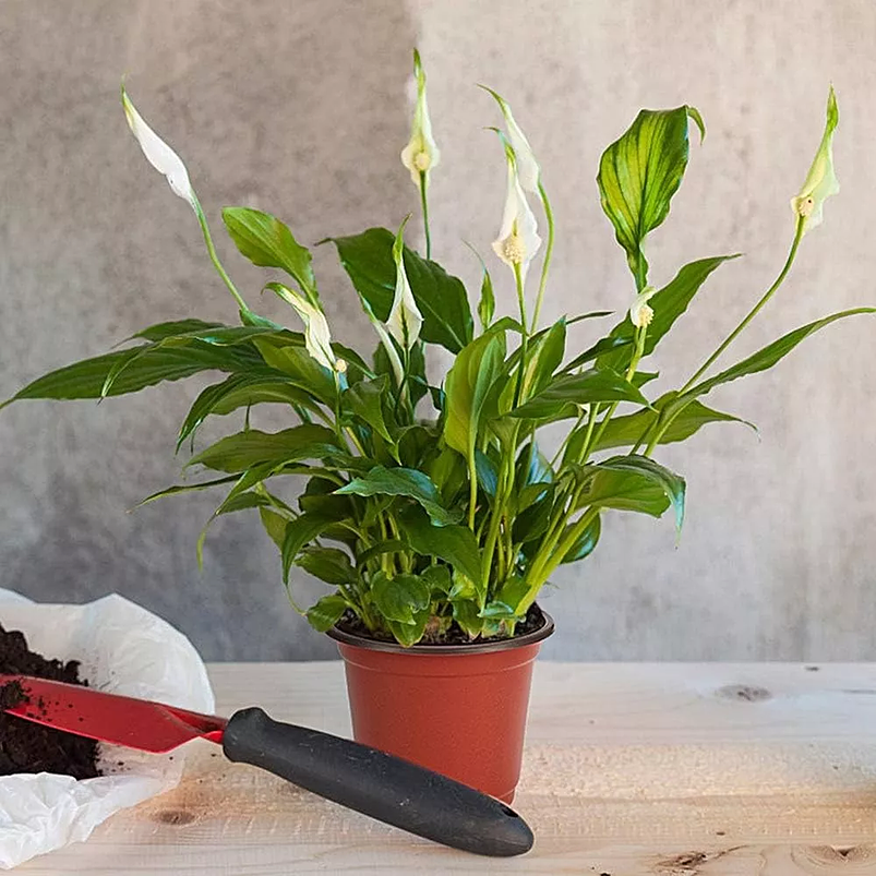 Macetas Plásticas Siembra x25 Unidades 14cm Diámetro x12cm Alto 2