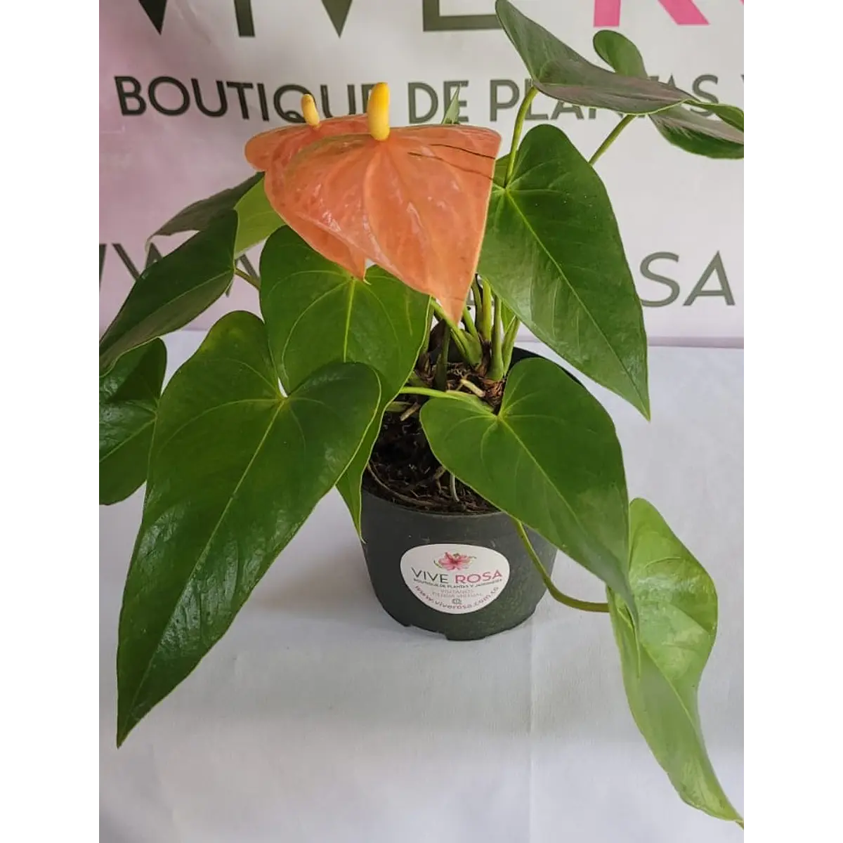 Anturio mini surtido en maceta tipo vivero sustrato