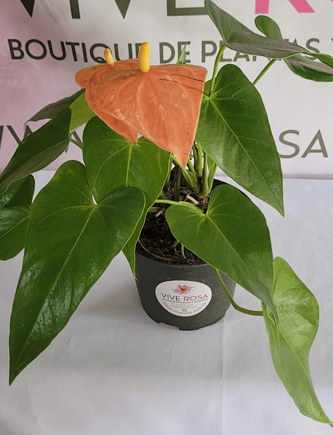 Anturio Grande en P14