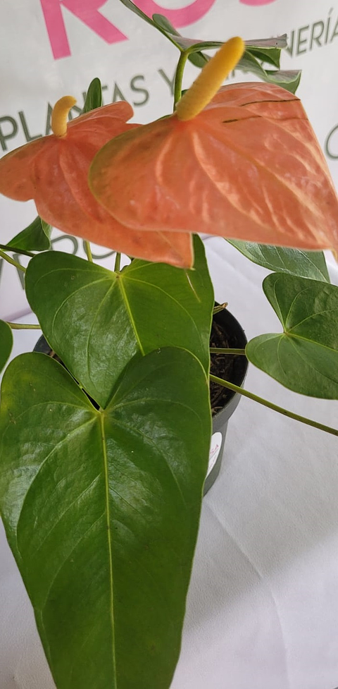 Anturio Grande en P14