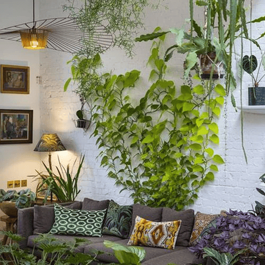 Clip Gancho De Amarre De Plantas, Hortalizas De Pared X20pz 11