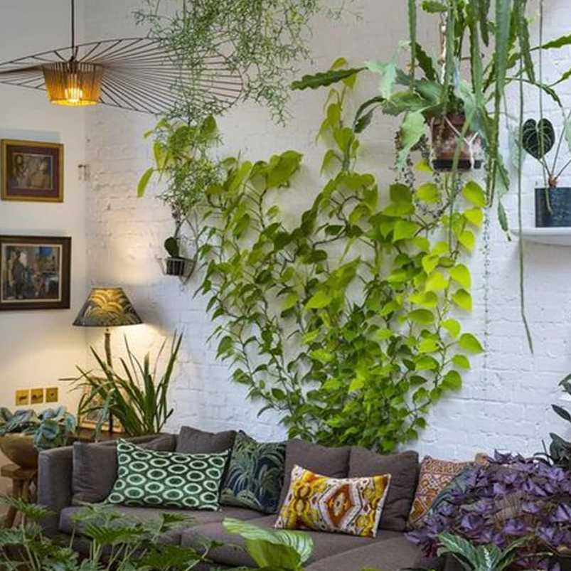 Clip Gancho De Amarre De Plantas, Hortalizas De Pared X20pz 11