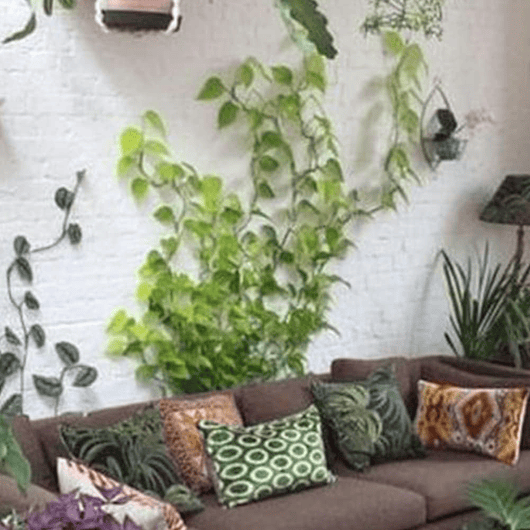 Clip Gancho De Amarre De Plantas, Hortalizas De Pared X20pz 12
