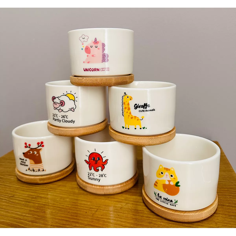 Juego Maceta Cerámica Premium Plantas Cactus y Suculentas 5