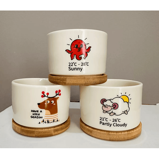 Juego Maceta Cerámica Premium Plantas Cactus y Suculentas 6