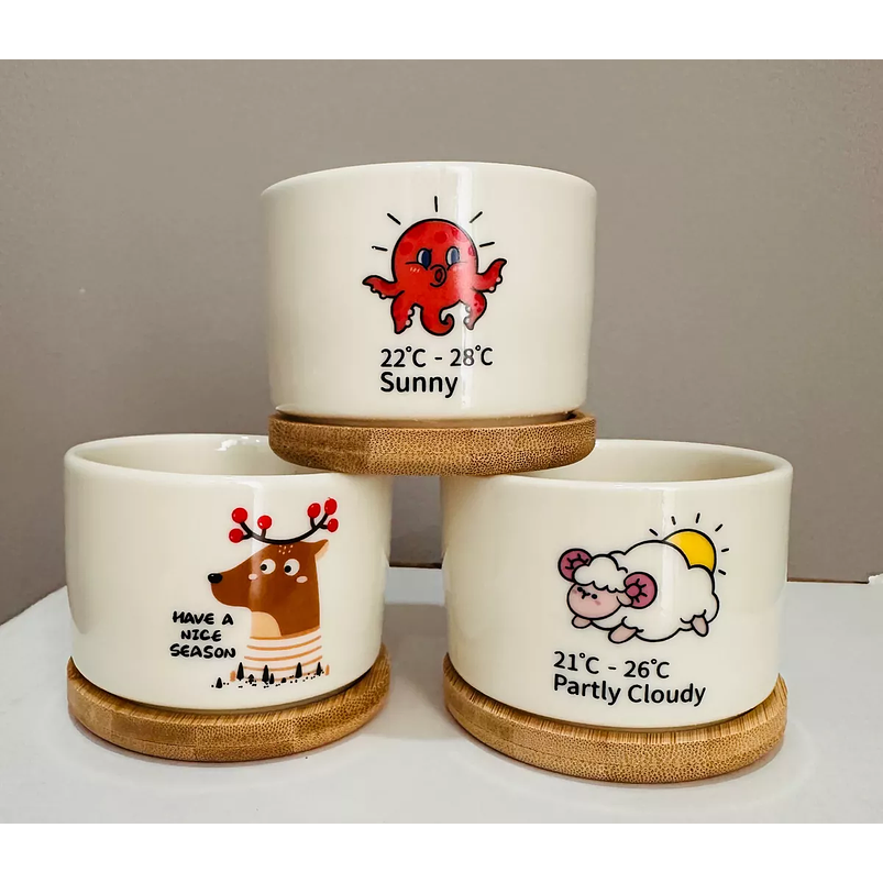 Juego Maceta Cerámica Premium Plantas Cactus y Suculentas 6