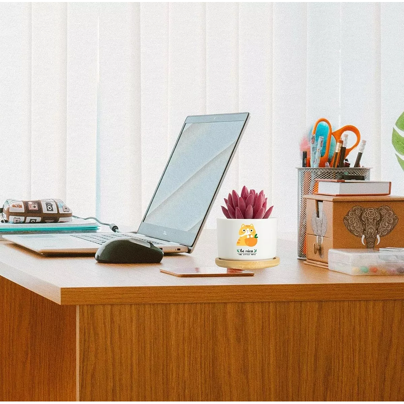 Juego Maceta Cerámica Premium Plantas Cactus y Suculentas 4