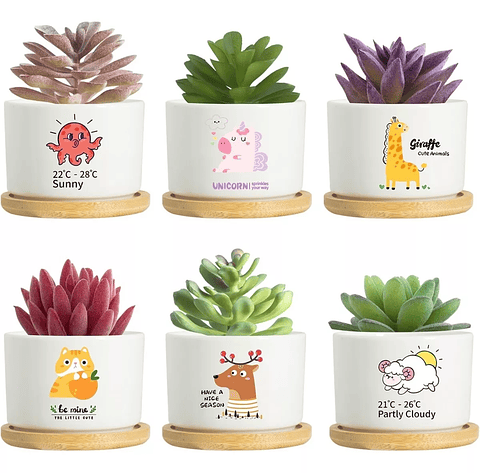 Juego Maceta Cerámica Premium Plantas Cactus y Suculentas