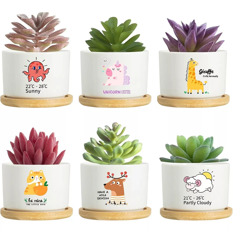 Juego Maceta Cerámica Premium Plantas Cactus y Suculentas 1