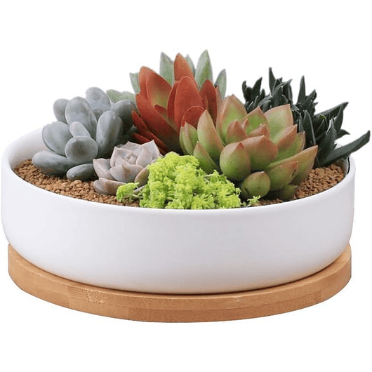 Maceta En Cerámica Suculentas Redonda Más plato En Bambú Premium 1