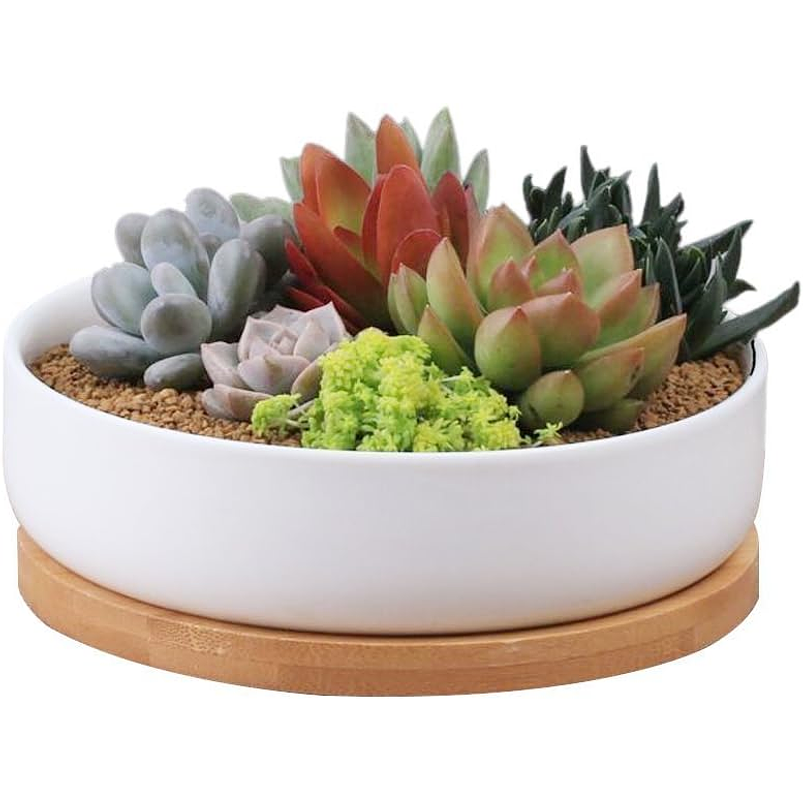 Maceta En Cerámica Suculentas Redonda Más plato En Bambú Premium 1