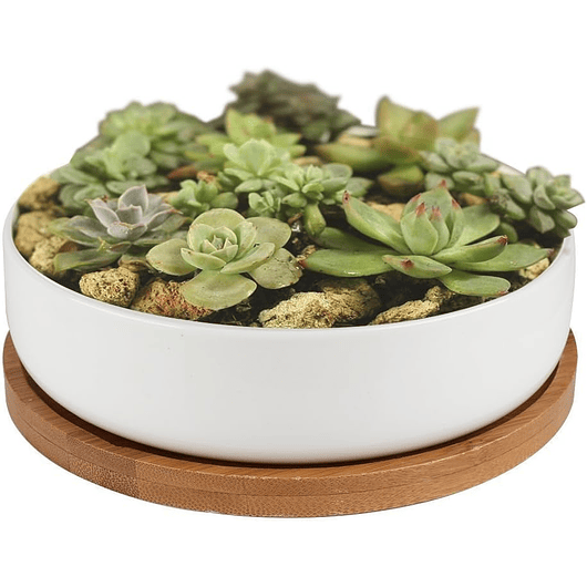 Maceta En Cerámica Suculentas Redonda Más plato En Bambú Premium 6