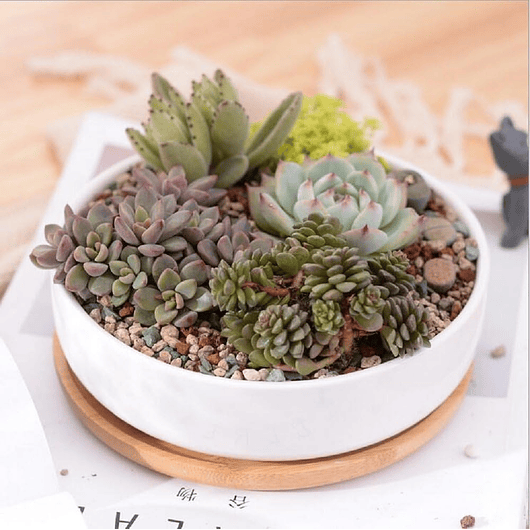 Maceta En Cerámica Suculentas Redonda Más plato En Bambú Premium 7