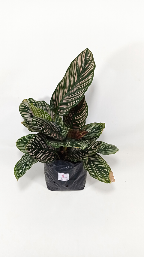 Calathea Más Sustrato Orgánico Más Maceta Vivero