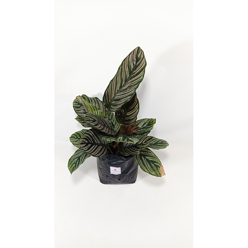 Calathea Más Sustrato Orgánico Más Maceta Vivero 1