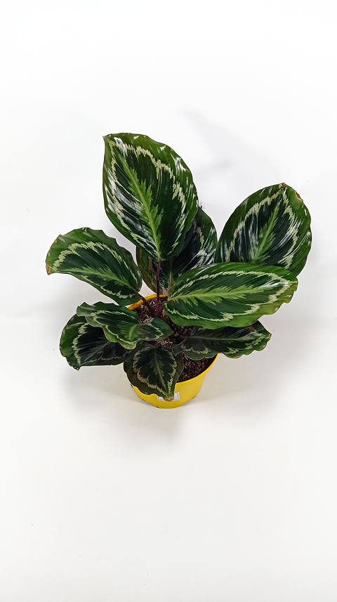 Calathea Más Sustrato Orgánico Más Maceta Vivero