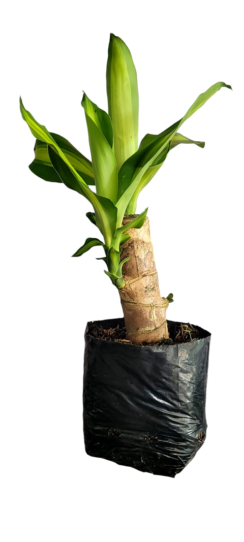 Tronco De Brasil Mini Más Sustrato Orgánico en Bolsa de Vivero