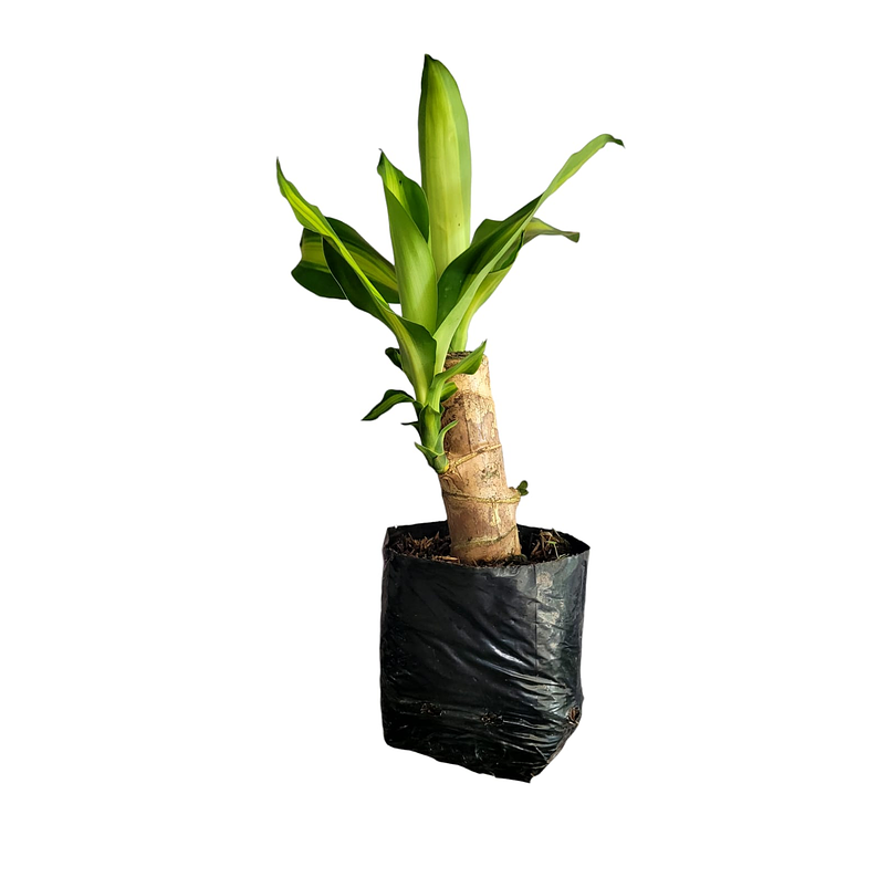 Tronco De Brasil Mini Más Sustrato Orgánico en Bolsa de Vivero 2