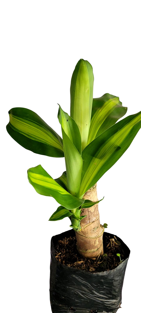 Tronco De Brasil Mini Más Sustrato Orgánico en Bolsa de Vivero