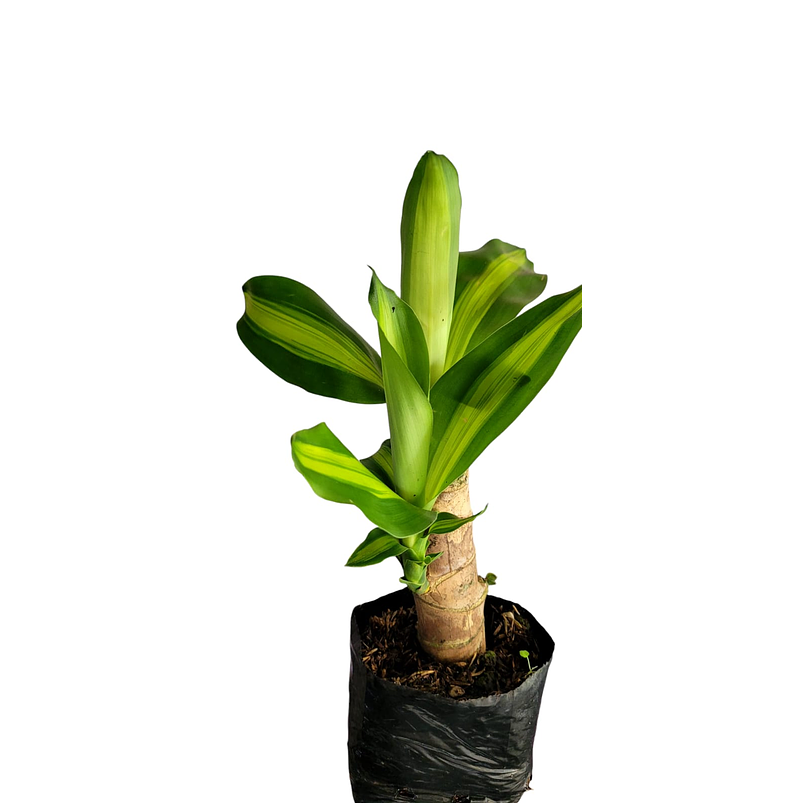 Tronco De Brasil Mini Más Sustrato Orgánico en Bolsa de Vivero 1