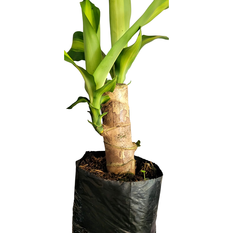 Tronco De Brasil Mini Más Sustrato Orgánico en Bolsa de Vivero 3