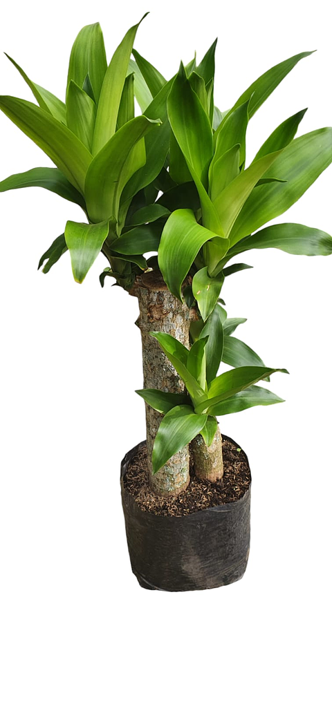 Tronco De Brasil 2 Varas Grueso  Más Sustrato Orgánico en Bolsa de Vivero 