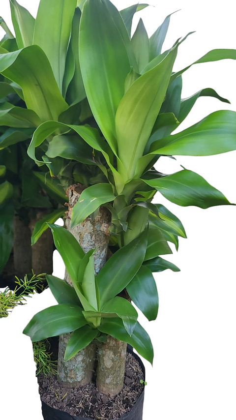 Tronco De Brasil 2 Varas Grueso  Más Sustrato Orgánico en Bolsa de Vivero 