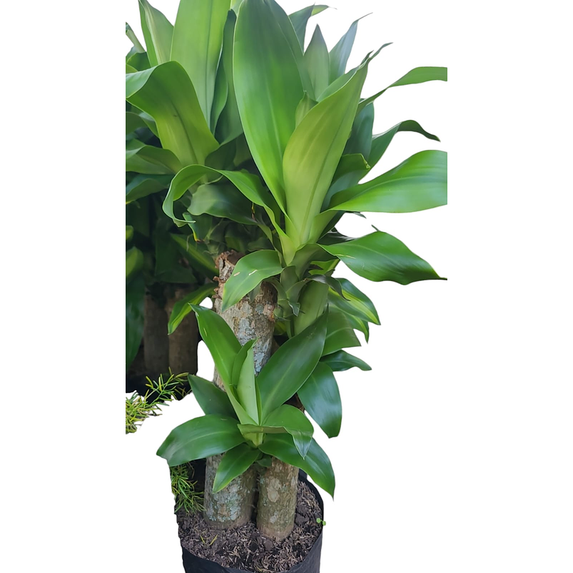 Tronco De Brasil 2 Varas Grueso  Más Sustrato Orgánico en Bolsa de Vivero  2