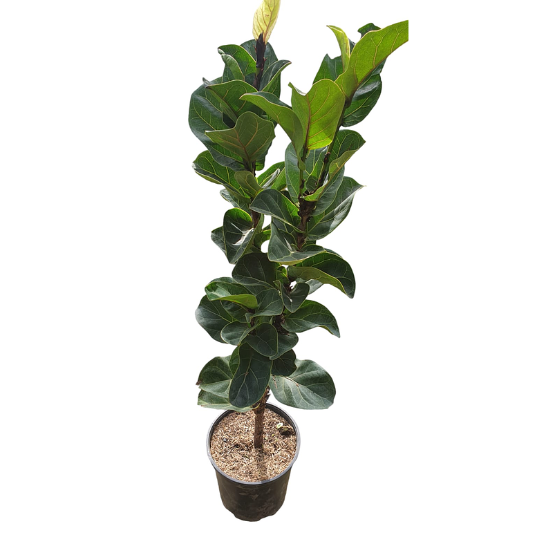 Ficus Pandurata  Más Sustrato Orgánico en Bolsa de Vivero  2
