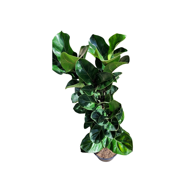 Ficus Pandurata  Más Sustrato Orgánico en Bolsa de Vivero  1