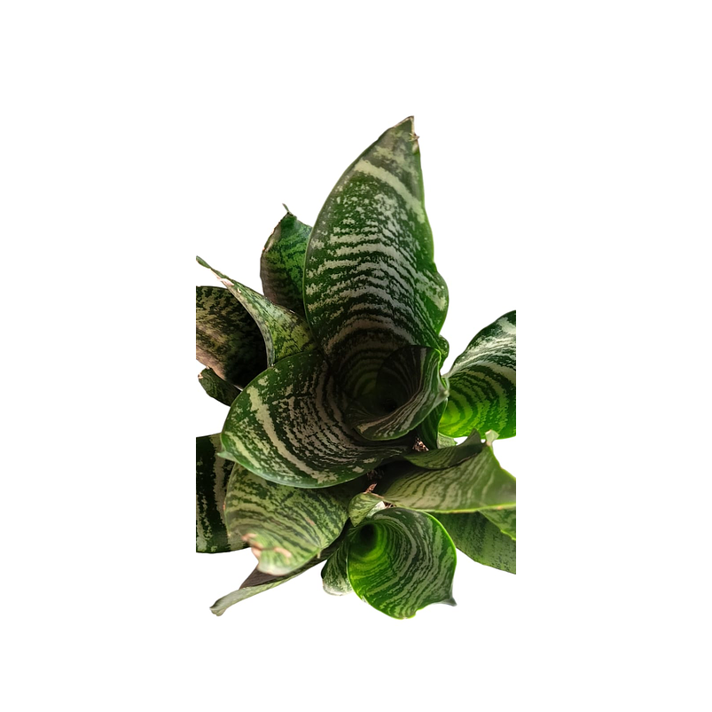 Sansiviera Verde En Maceta Tipo Vivero Más Sustrato 3