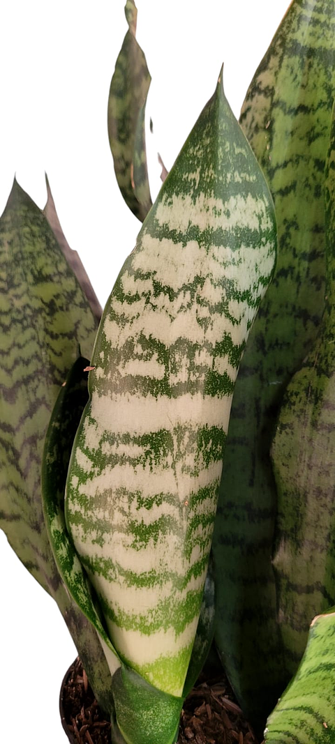 Sansiviera Verde En Maceta Tipo Vivero Más Sustrato