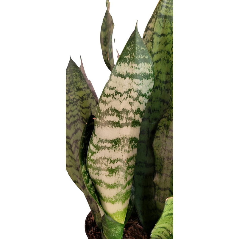 Sansiviera Verde En Maceta Tipo Vivero Más Sustrato 2