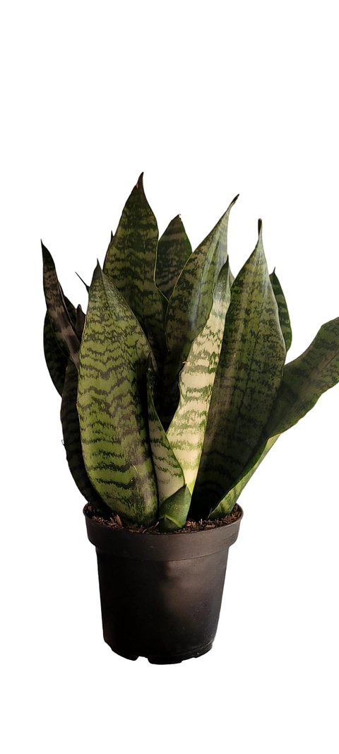 Sansiviera Verde En Maceta Tipo Vivero Más Sustrato