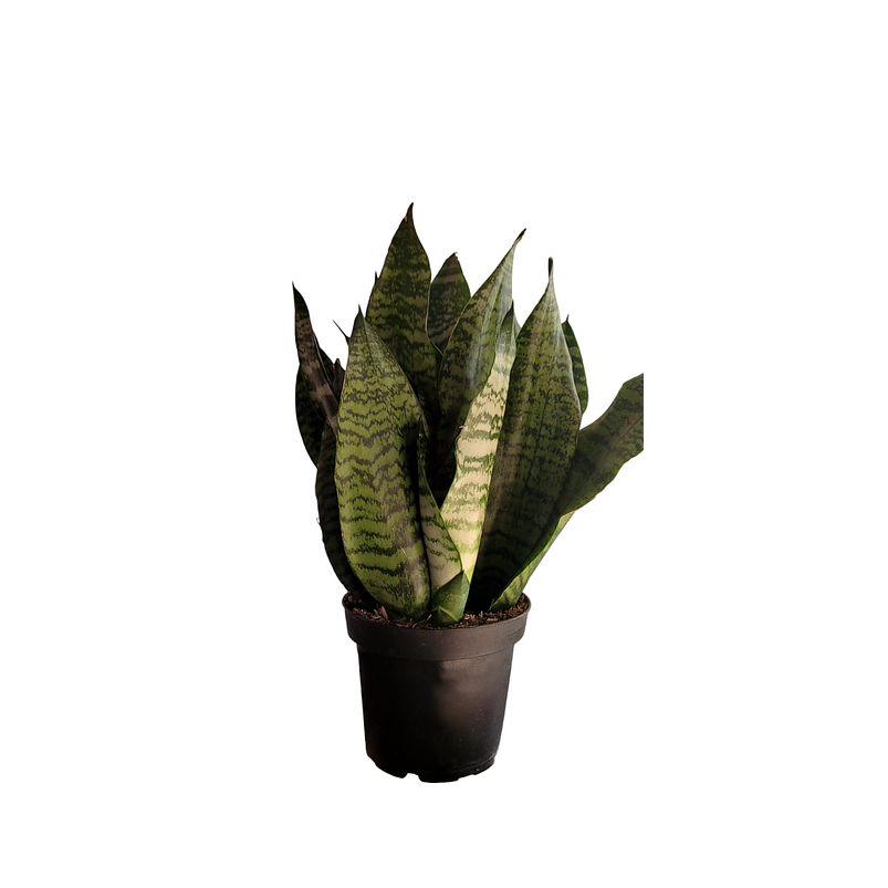 Sansiviera Verde En Maceta Tipo Vivero Más Sustrato 1