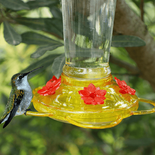 Bebedero Colibríes Aves de Colgar en Vidrio x5 Flores 9
