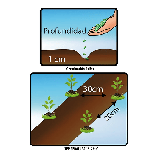 Semillas De Pimentón California Hortalizas Sobre Pureza 99% 25gr 2