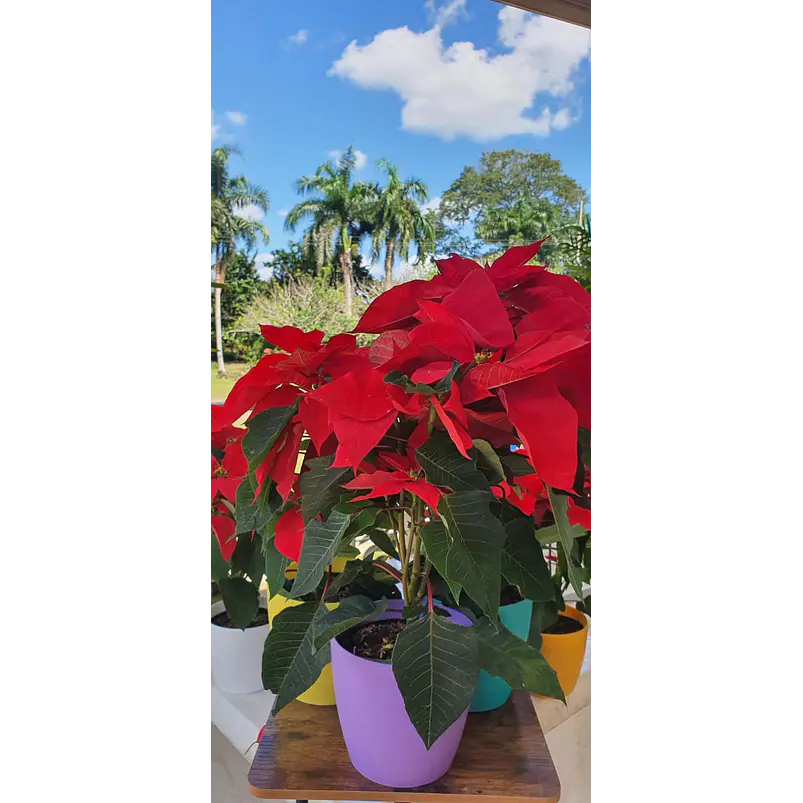 Flor de Navidad Más Sustrato Orgánico Más Maceta Vivero 1