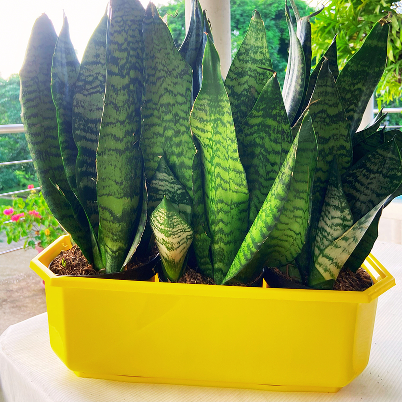 Maceta Plástica Rectangular Tipo Jardinera En Colores x40cm 17