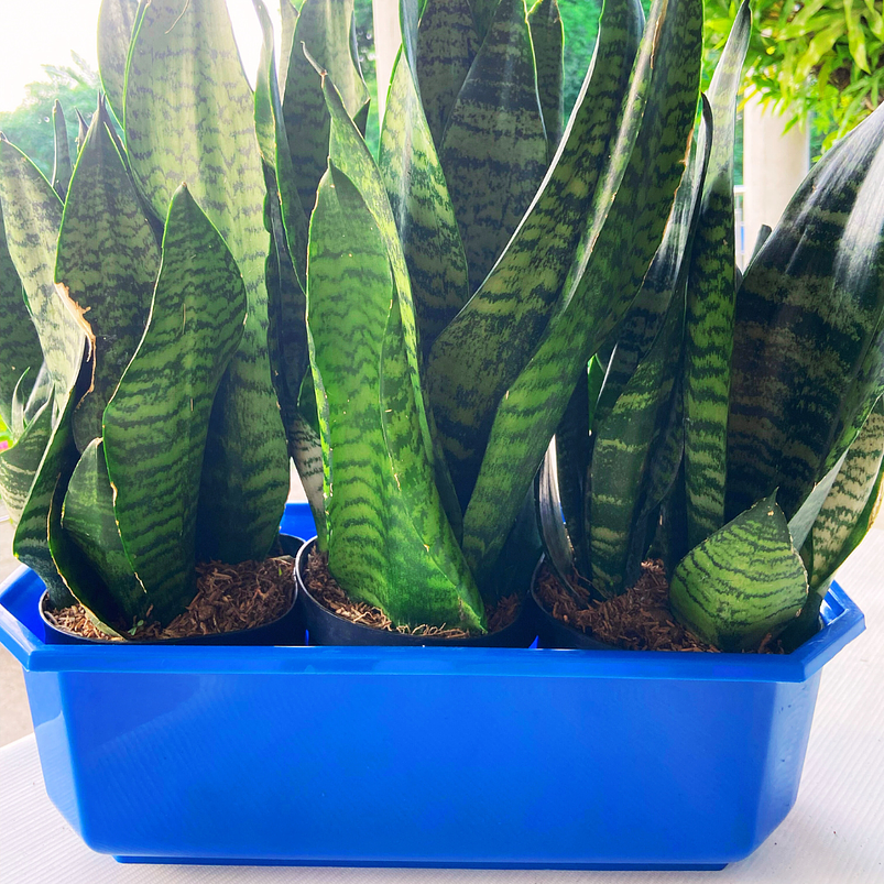 Maceta Plástica Rectangular Tipo Jardinera En Colores x40cm 11